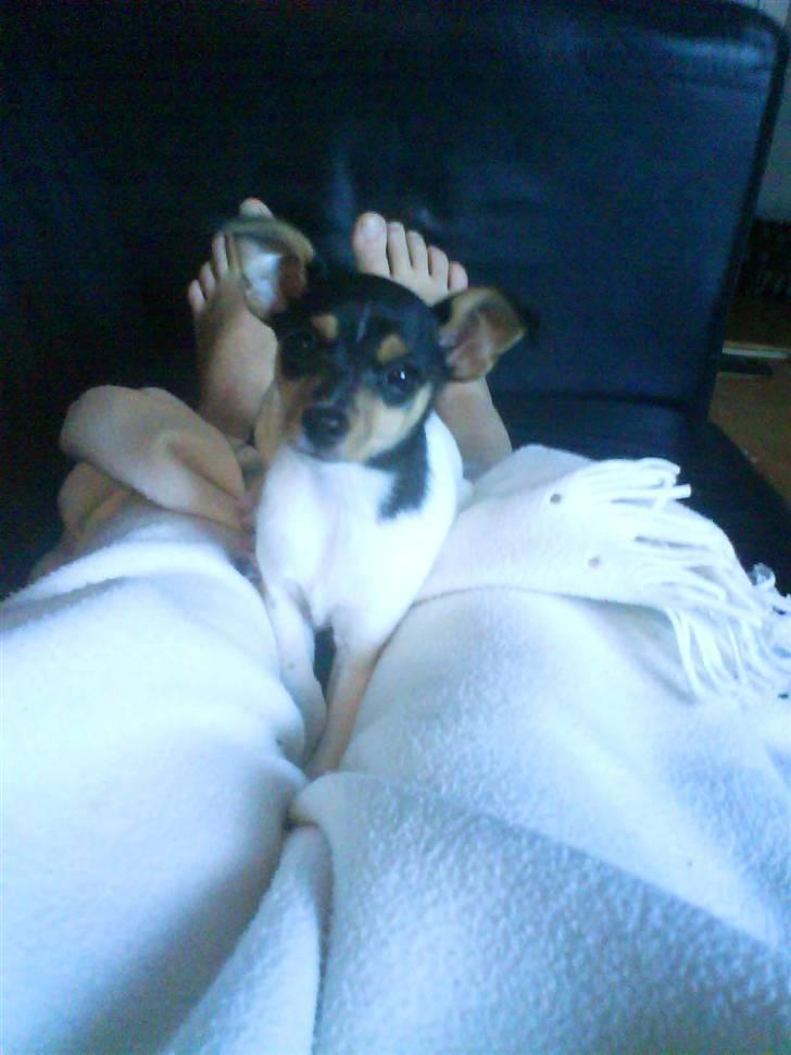 Blanding af racer Chloé billede 4