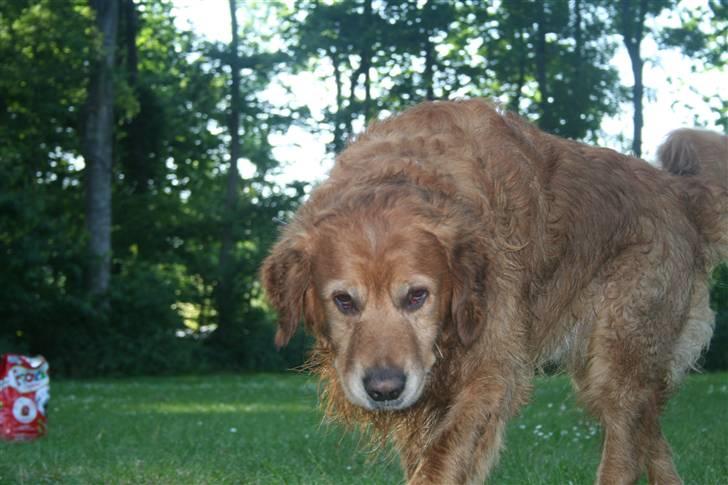 Golden retriever Buller - Hehe... billede 18