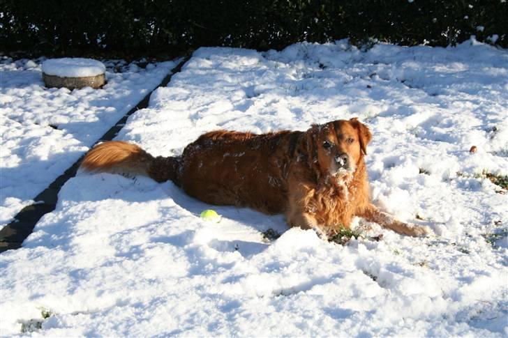 Golden retriever Rex - Leger i sneen, første dag det sneer i 2008 (: billede 16