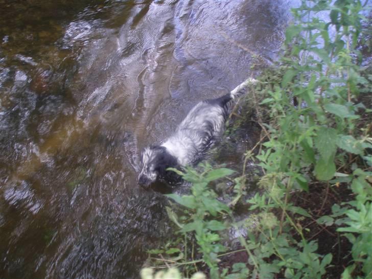 Cocker spaniel Charli - Dejligt med en køletur billede 3