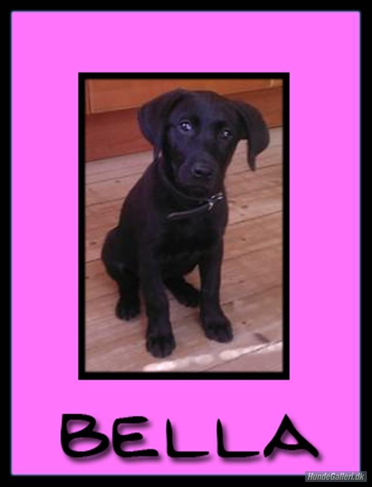 Labrador retriever Bella R.I.P :( billede 8