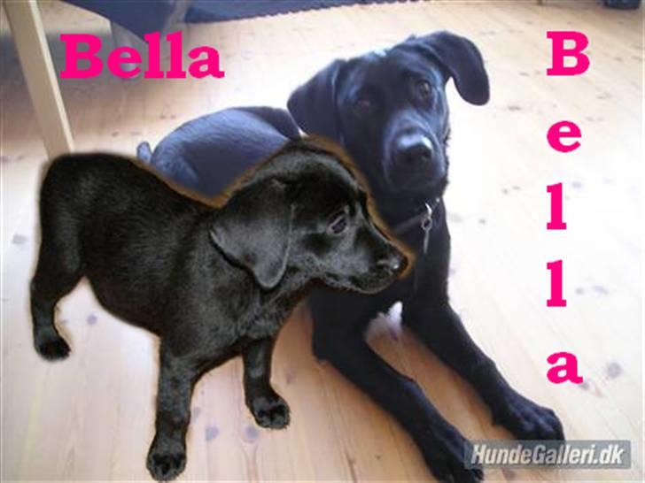 Labrador retriever Bella R.I.P :( billede 9