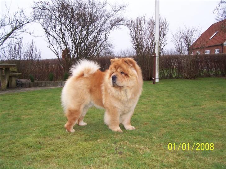 Chow chow Peifu`s Bonzo Pangzi - Bonzo i haven 2 år gammel. billede 1