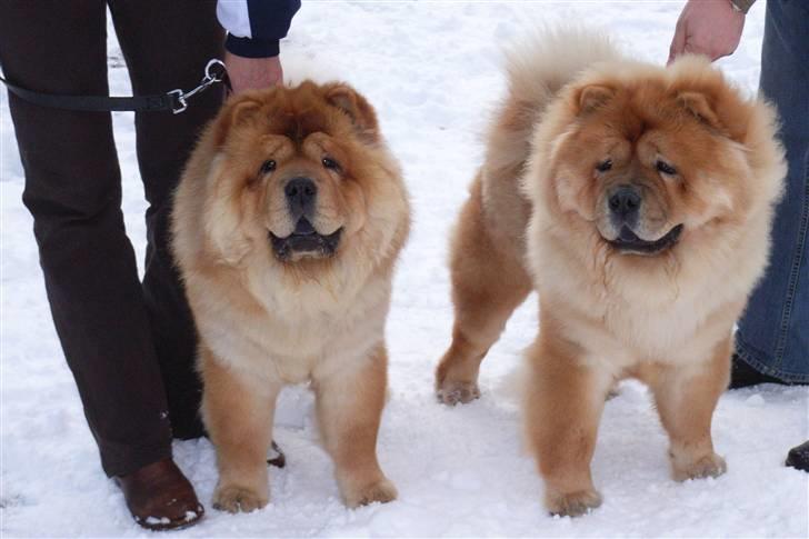 Chow chow Peifu`s Bonzo Pangzi - Peufu`s Bonzo Pangzi og Peifu`s Balder sifu billede 2