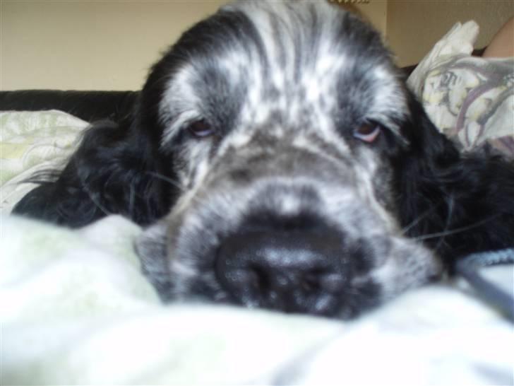 Cocker spaniel Charli - tar lige en slapper billede 6