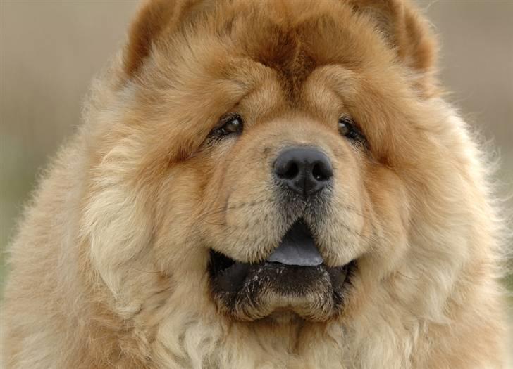 Chow chow Peifu`s Bonzo Pangzi - Foto modelen Bonzo billede 3