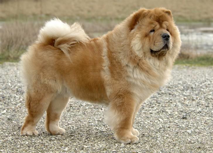 Chow chow Peifu`s Bonzo Pangzi - Bonzo i fuld størrelse, taget af fotograf Brian Jacobsen billede 4