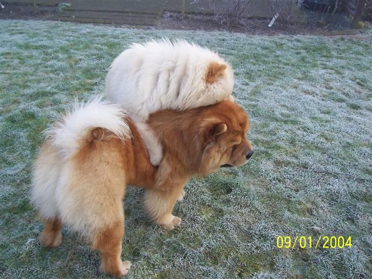 Chow chow Peifu`s Bonzo Pangzi - Peifu`s Bonzo angzi og Litchi chow Daisy May i leg i haven billede 5