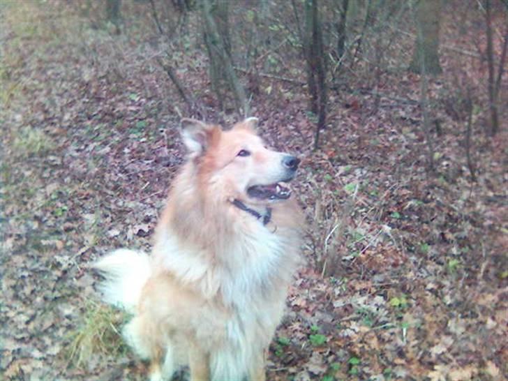 Blanding af racer simba billede 16