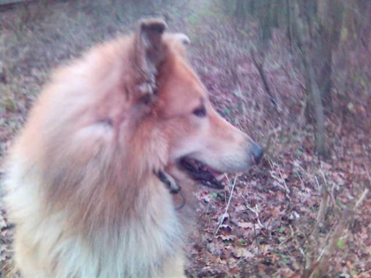 Blanding af racer simba billede 17