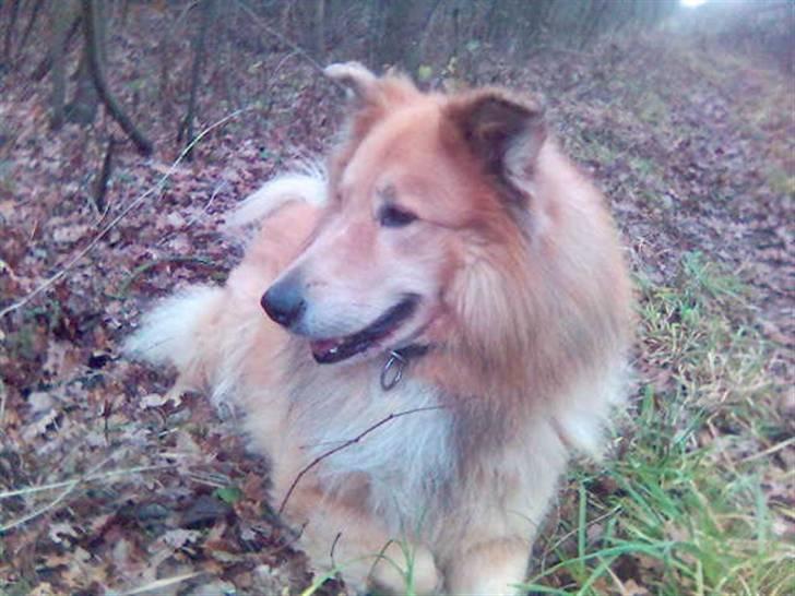 Blanding af racer simba billede 18