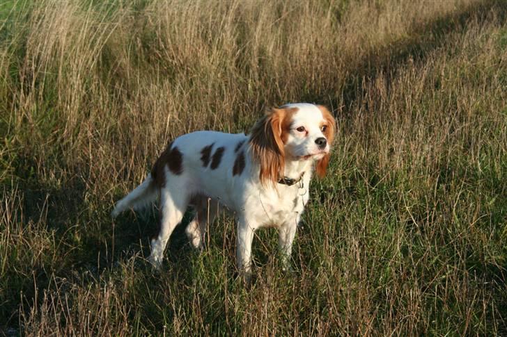 Cavalier king charles spaniel Pipi - Pipi  billede 2