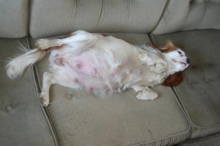 Cavalier king charles spaniel Pipi - Lidt tyk - kort før fødsel. billede 3