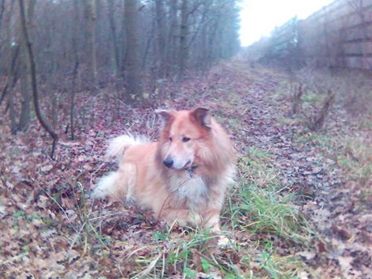 Blanding af racer simba billede 19