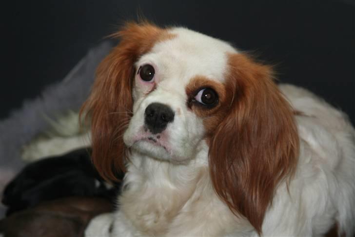 Cavalier king charles spaniel Pipi - Den stolte mor. billede 4