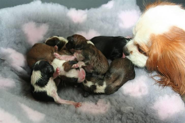Cavalier king charles spaniel Pipi - Pipi med hendes nyfødte hvalpe. billede 5