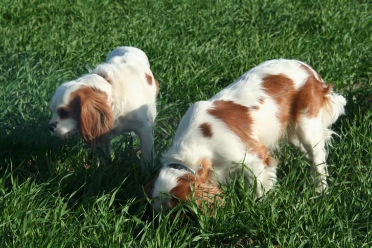Cavalier king charles spaniel Pipi - Blev lige sat på græs... billede 6