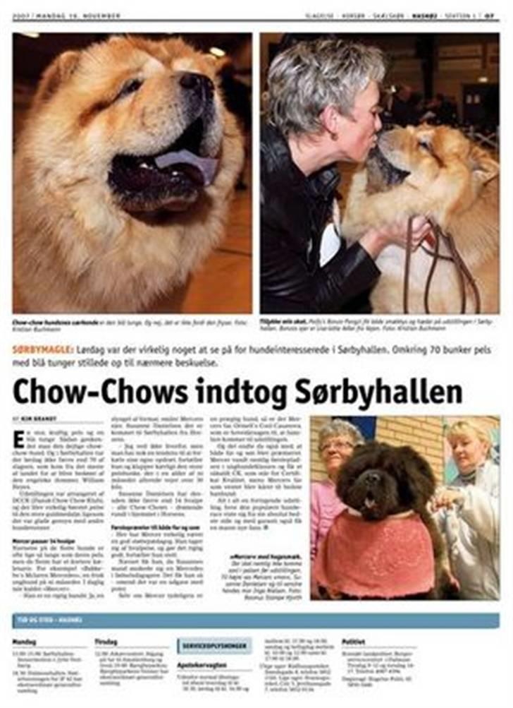 Chow chow Peifu`s Bonzo Pangzi - Peifu`s Bonzo blev fotograferet til avisen Sjællandstidende. billede 6