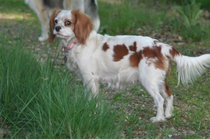 Cavalier king charles spaniel Pipi - Kun lidt beskidt... billede 7