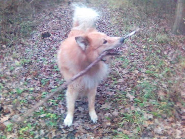 Blanding af racer simba billede 20