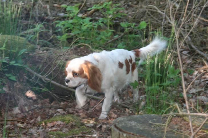 Cavalier king charles spaniel Pipi - På skovtur. billede 8