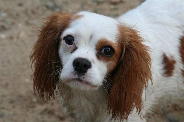 Cavalier king charles spaniel Pipi - Hvem siger jeg ikke er sød? billede 9