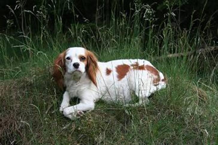 Cavalier king charles spaniel Pipi - Ligger så pænt... :o) billede 10