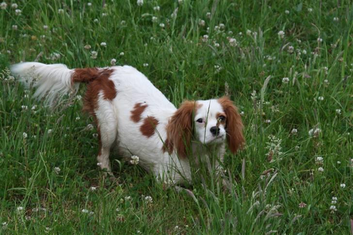 Cavalier king charles spaniel Pipi - I det grønne... billede 11