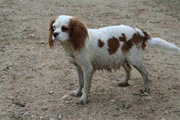 Cavalier king charles spaniel Pipi - Er lidt drægtig, så må godt være lidt tyk... :oP billede 12