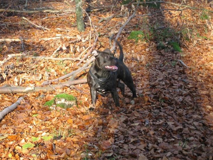 Staffordshire bull terrier *AYA* billede 18