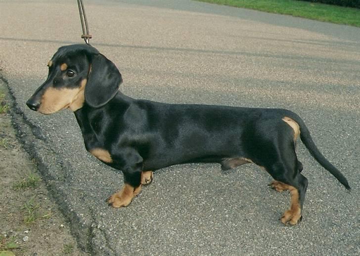 Gravhund Demitri - 6 måneder billede 8