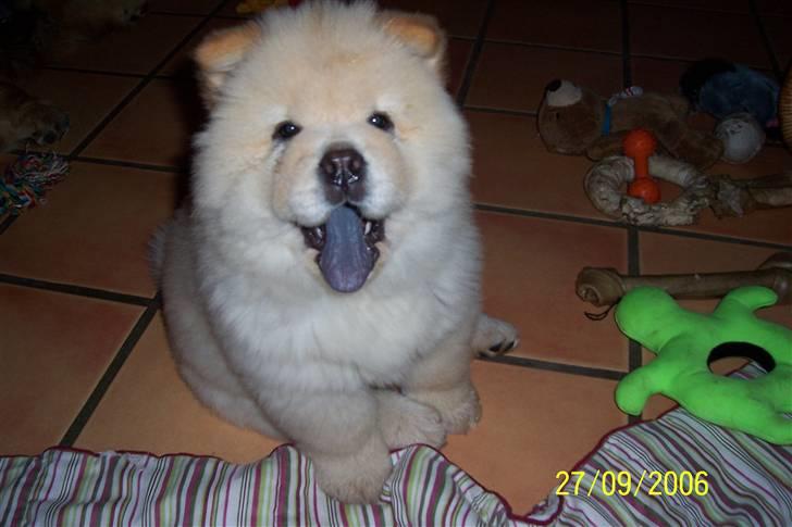 Chow chow Litchi Chow Daisy May - Lille Daisy May, med sin flotte blå tunge. Nyhed 9/10-2009, Daisy har fået hvalpe. billede 1