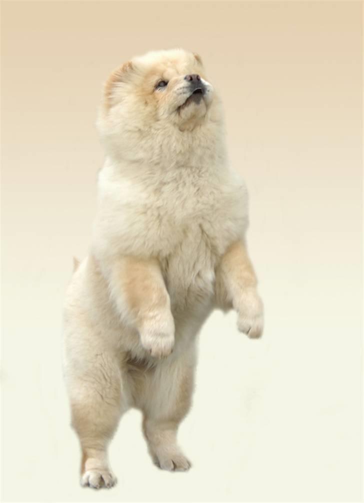 Chow chow Litchi Chow Daisy May - Foto modelen Daisy billede 2