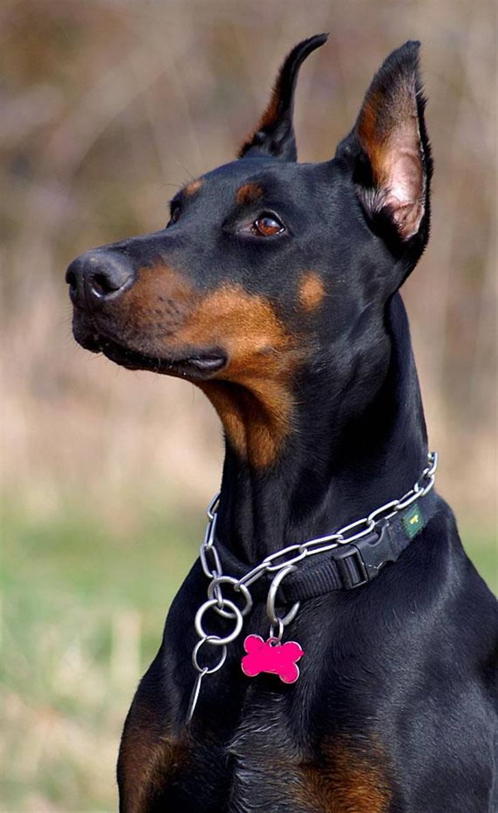 Dobermann Nita di altobello <3 - Velkommen til Nita´s Profil :) billede 1