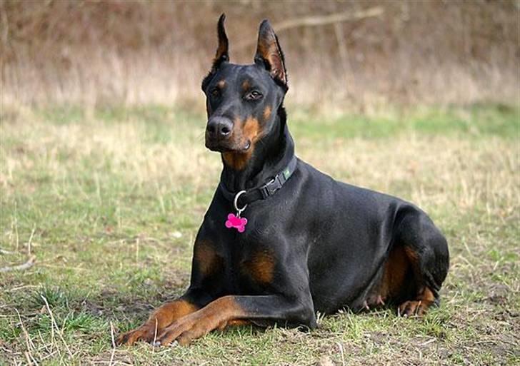 Dobermann Nita di altobello <3 billede 2