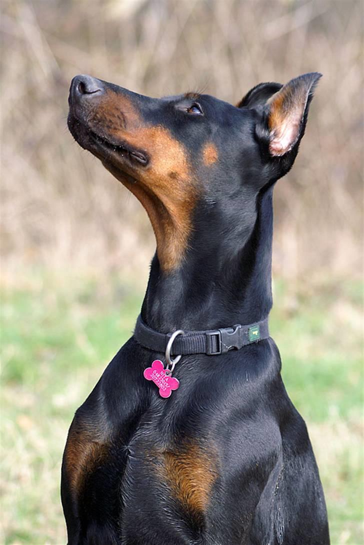 Dobermann Nita di altobello <3 billede 3