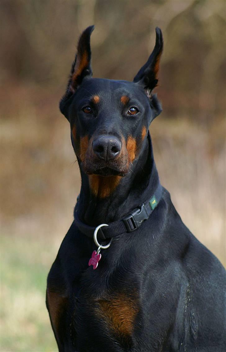 Dobermann Nita di altobello <3 billede 4