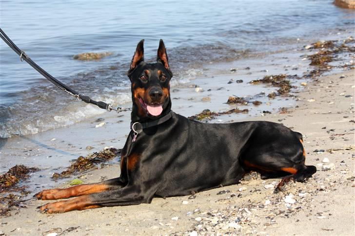 Dobermann Nita di altobello <3 billede 5