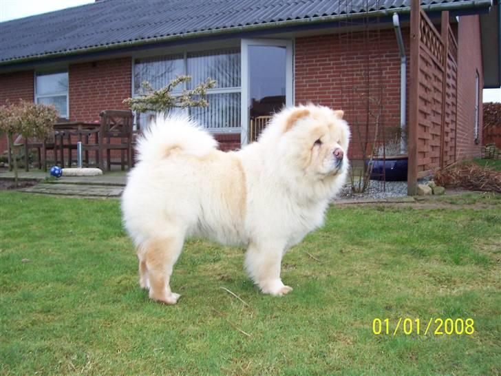 Chow chow Litchi Chow Daisy May - Daisy May 1½ år gammel. billede 3