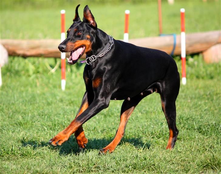 Dobermann Nita di altobello <3 billede 6