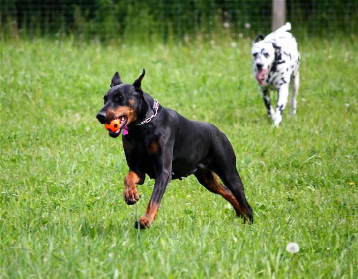 Dobermann Nita di altobello <3 billede 8