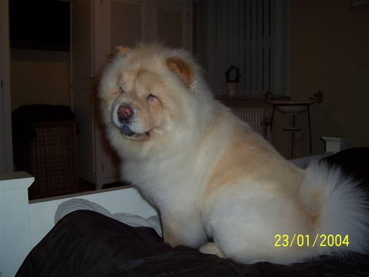 Chow chow Litchi Chow Daisy May - Daisy May hygger i mor`s seng. billede 4