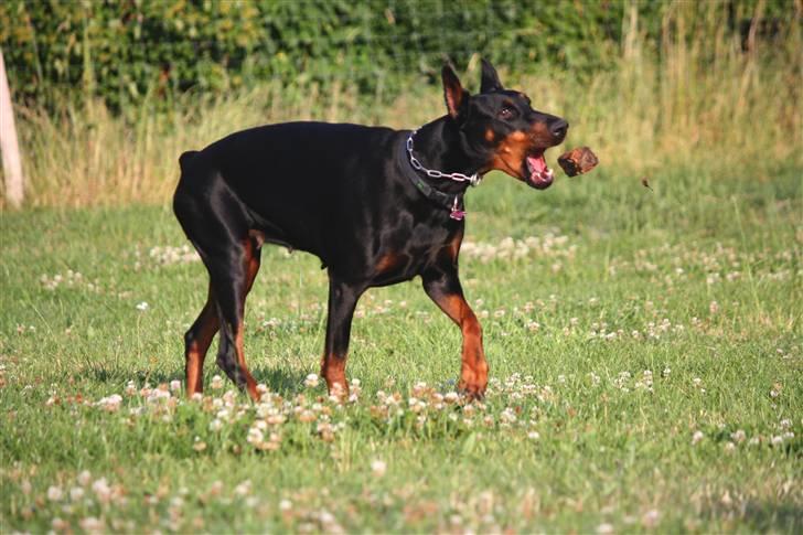 Dobermann Nita di altobello <3 billede 10