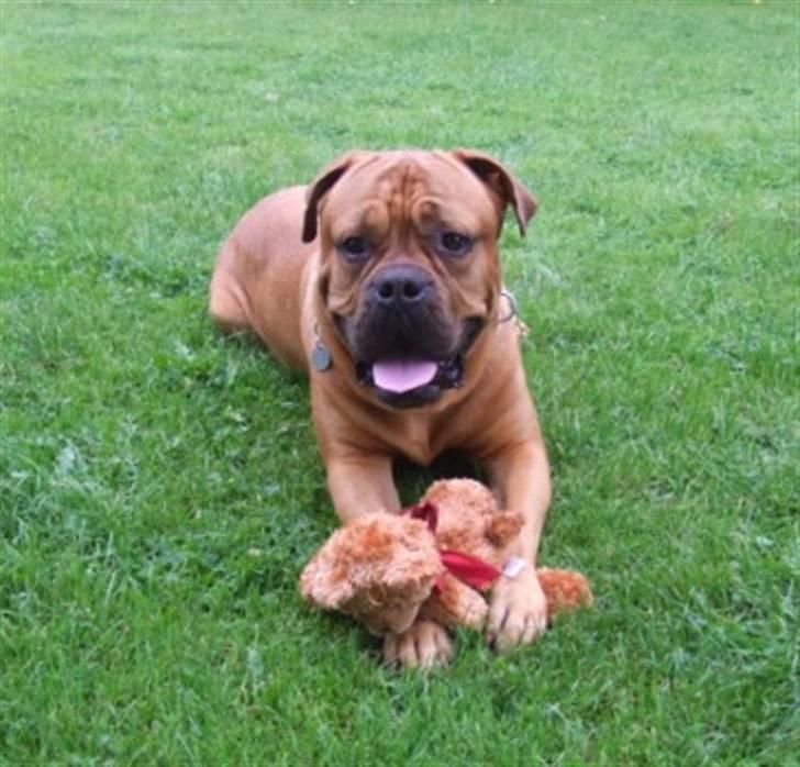 Blanding af racer Timo R.I.P <3 - Elsker mine bamser billede 14