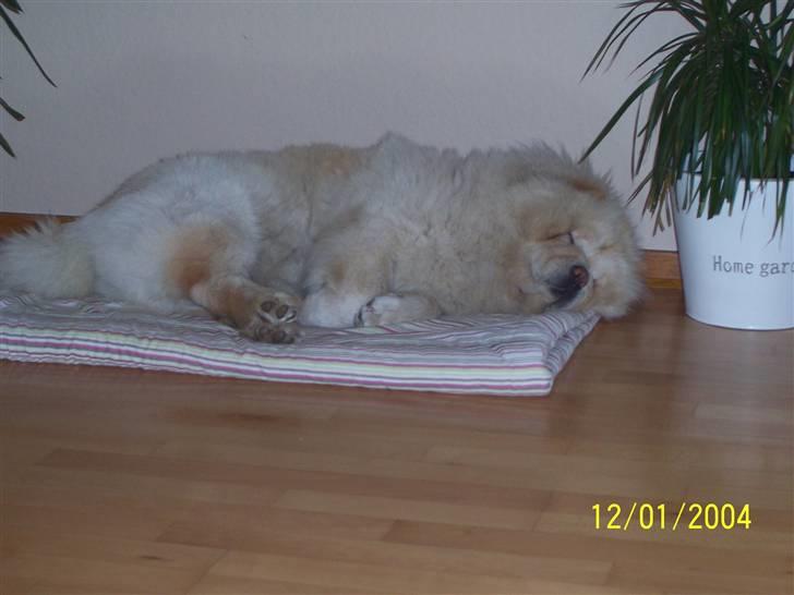 Chow chow Litchi Chow Daisy May - En træt Daisy dagen efter en udstilling. billede 5