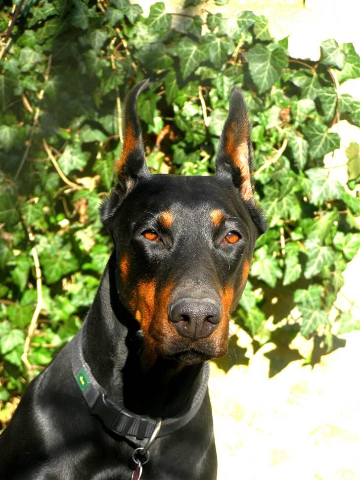 Dobermann Nita di altobello <3 billede 11