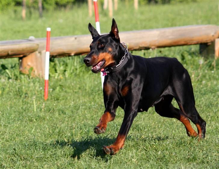 Dobermann Nita di altobello <3 billede 12