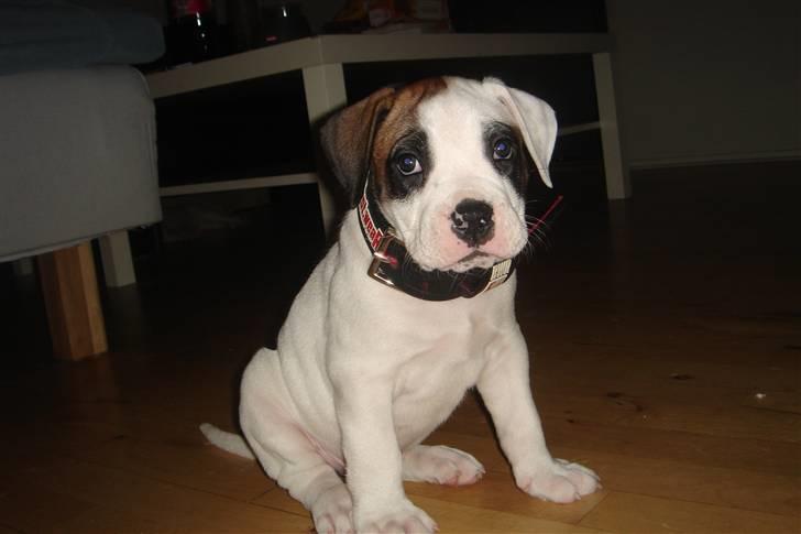 Amerikansk bulldog kovo - er han ikke bare dejlig ss billede 1