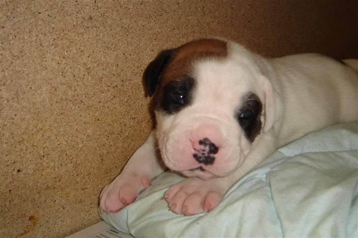 Amerikansk bulldog kovo - en uge gammel ca. billede 2