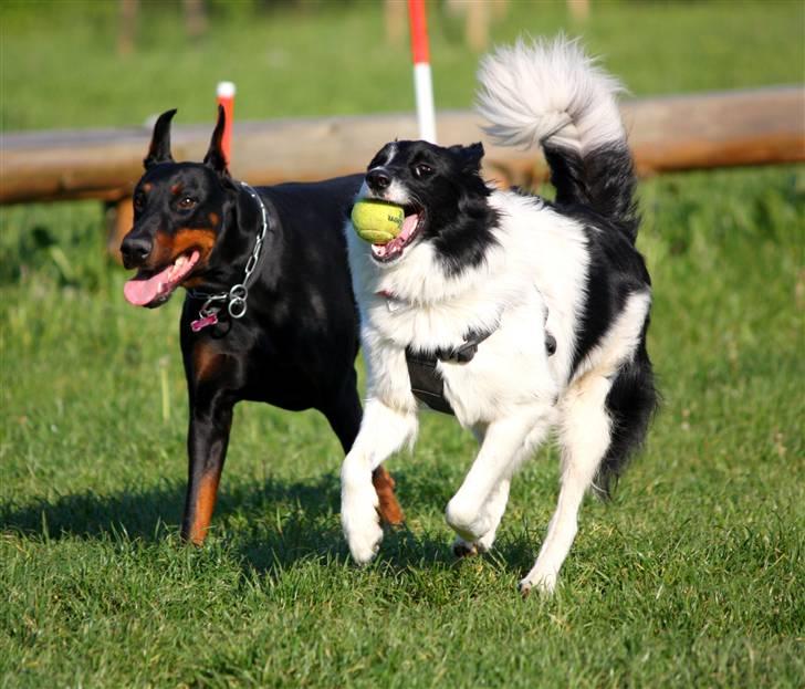 Dobermann Nita di altobello <3 billede 13